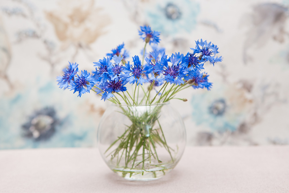 Add blue flowers to your home - Carousell Philippines Blog