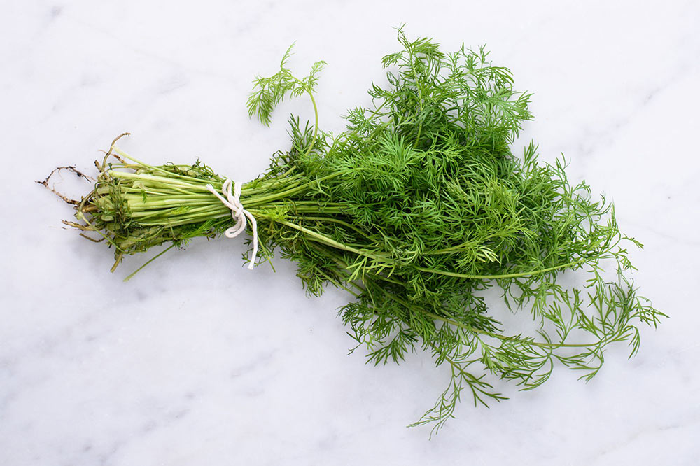 Fresh dill from your own garden at home - Carousell Philippines