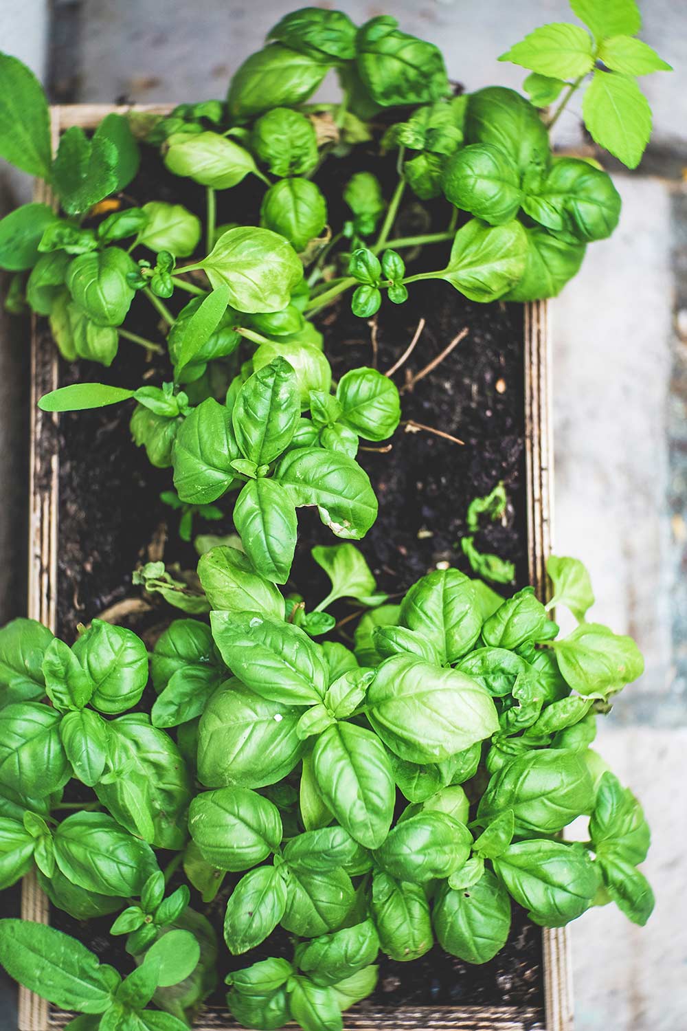 Grow your own basil at home - Carousell Philippines