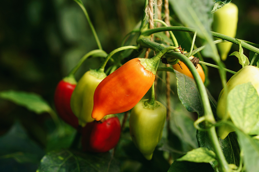 Grow your own bell peppers at home - Carousell Philippines