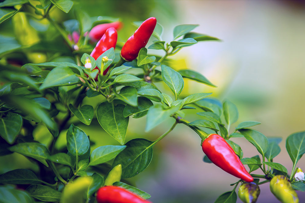 Grow your own chili peppers at home - Carousell Philippines