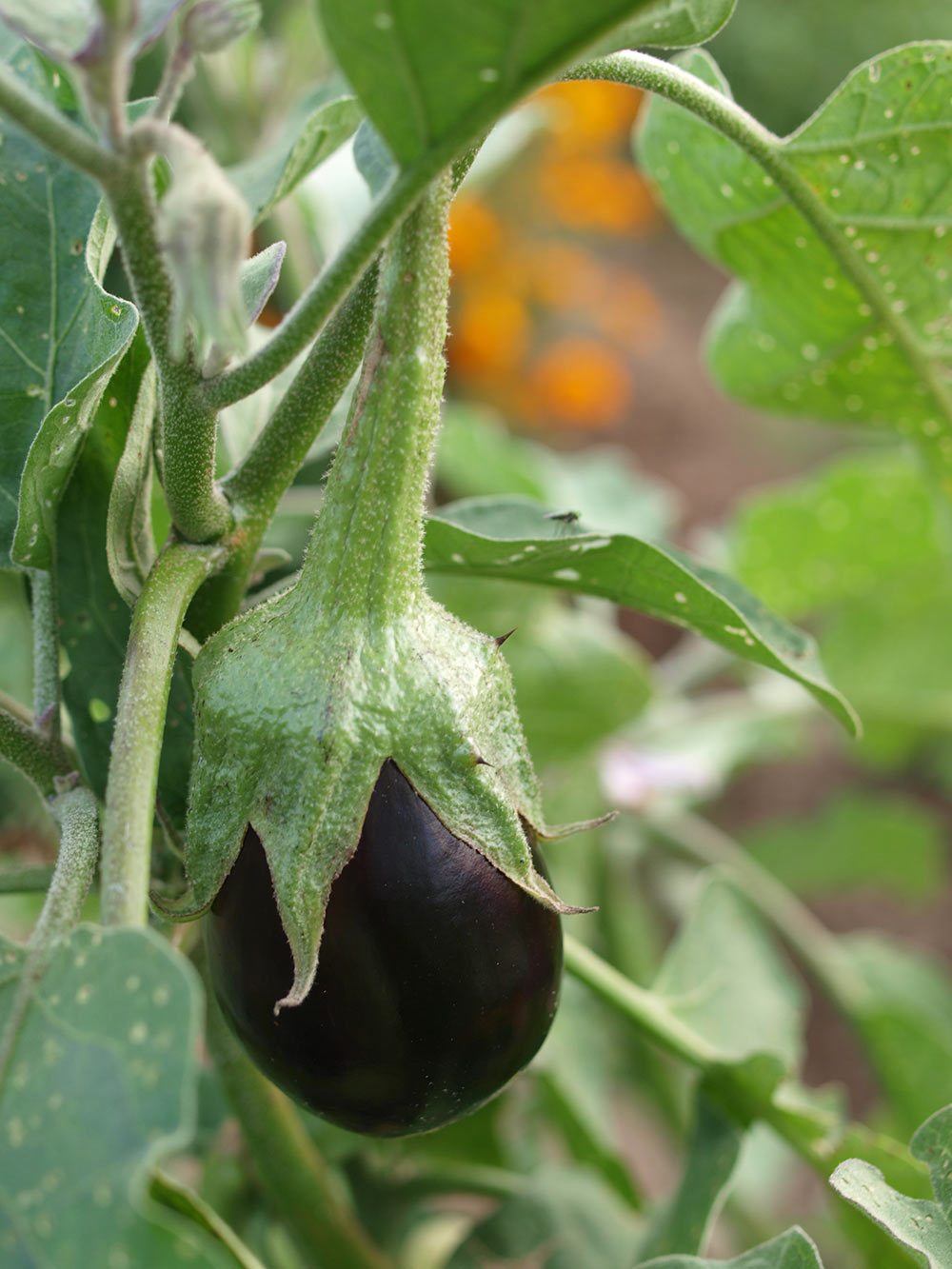 Grow your own eggplants at home - Carousell Philippines