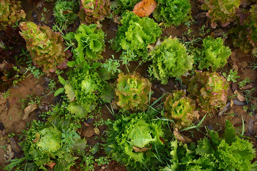 Grow your own lettuce at home - Carousell Philippines
