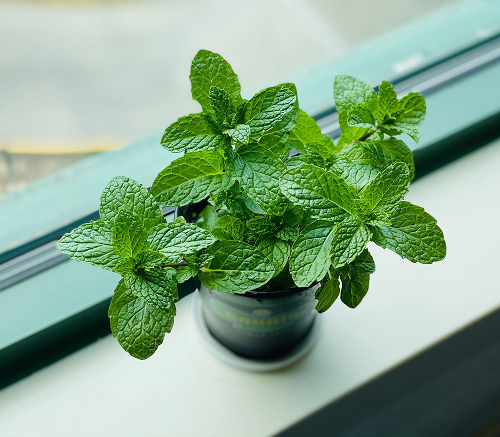 Grow your own mint at home - Carousell Philippines
