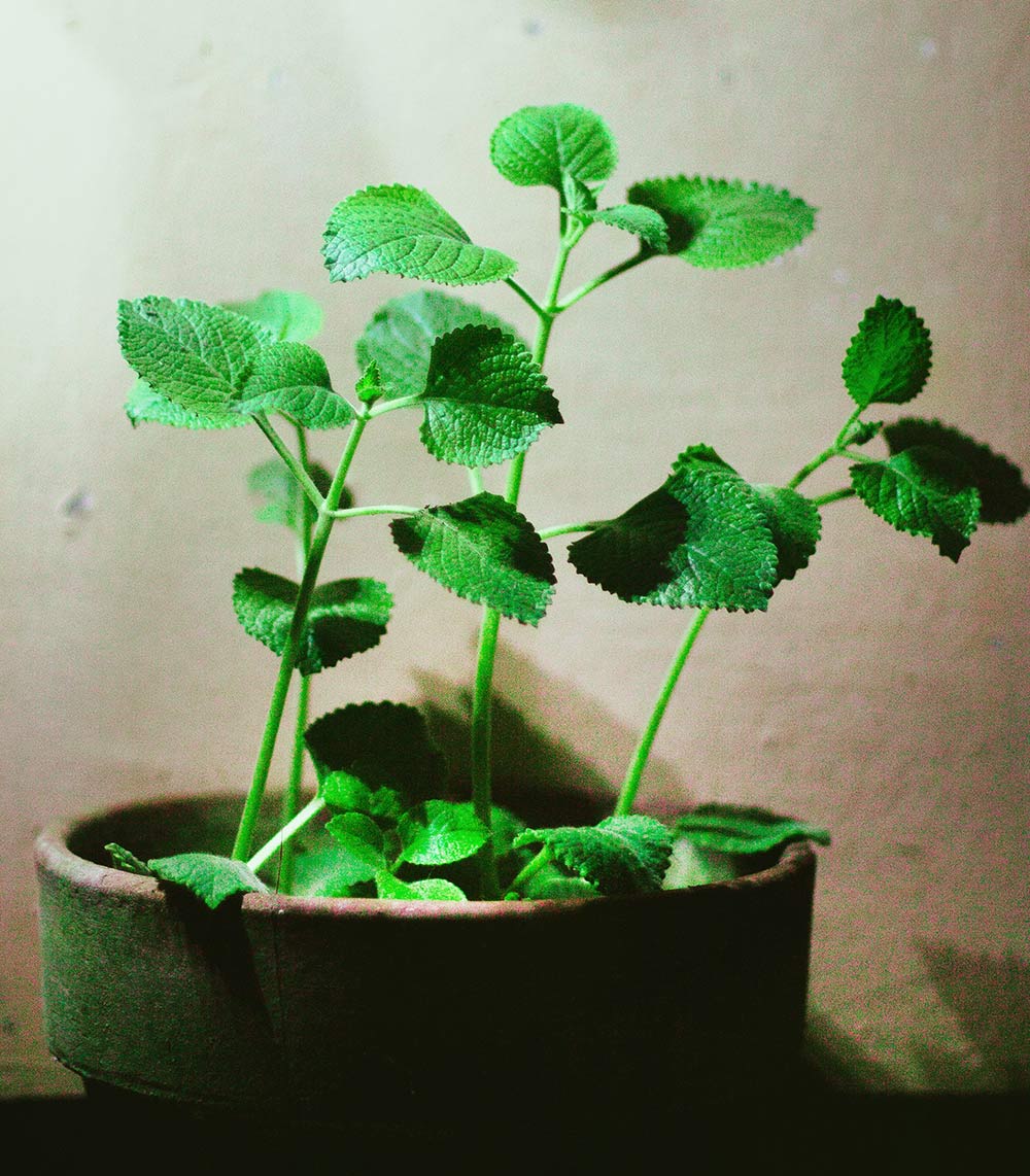 Grow your own oregano at home - Carousell Philippines