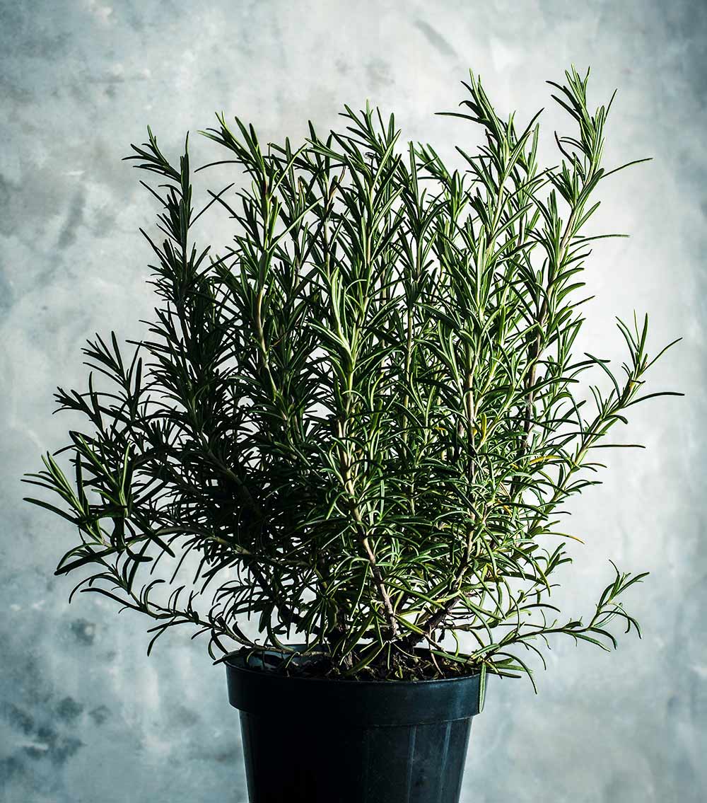 Grow your own rosemary herbs at home - Carousell Philippines
