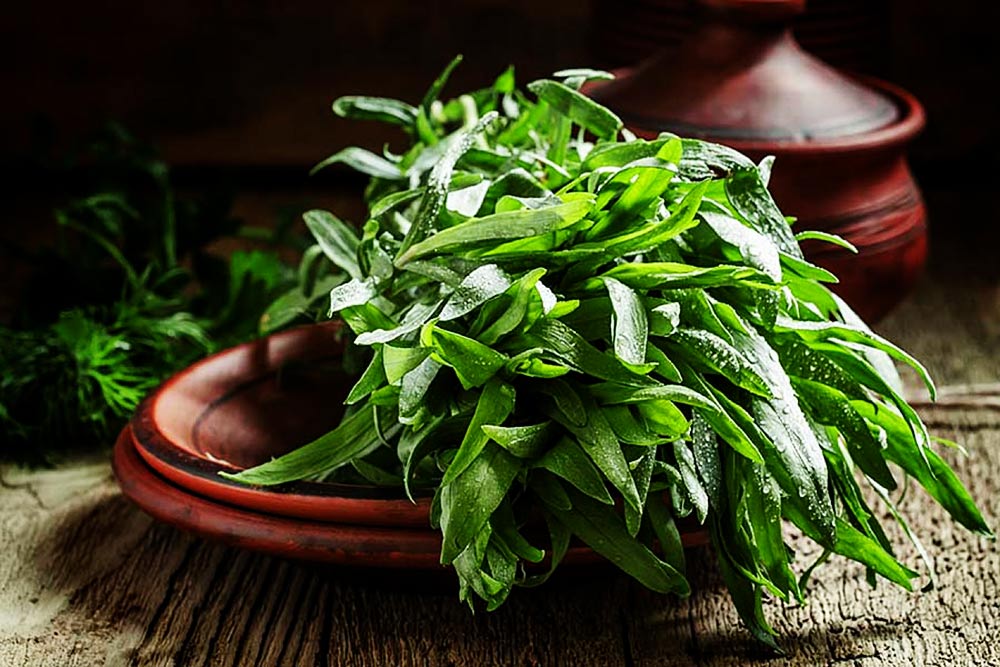 Grow your own tarragon at home - fresh herbs for cooking - Carousell Philippines