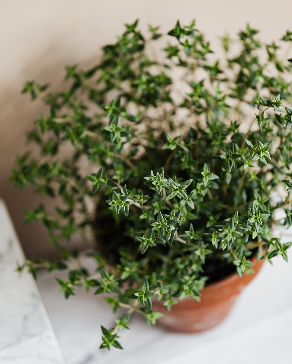 Grow your own thyme at home - Carousell Philippines