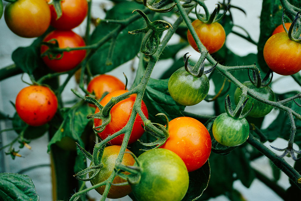 Grow your own tomatoes at home - Carousell Philippines