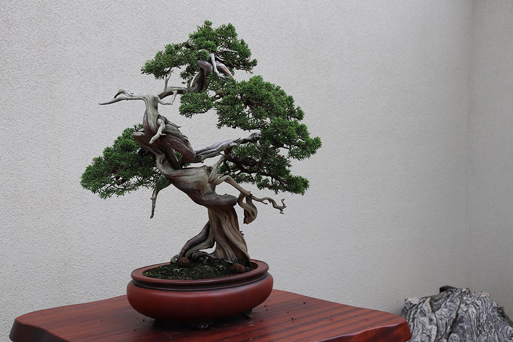 Juniper bonsai - Carousell Philippines Blog