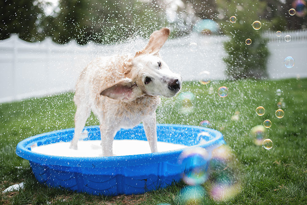 Pet Care Tip - Keep your pets fresh and hydrated - Carousell Philippines