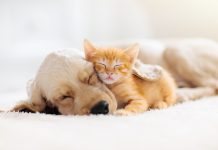 Pet care tips during the quarantine - Carousell Philippines