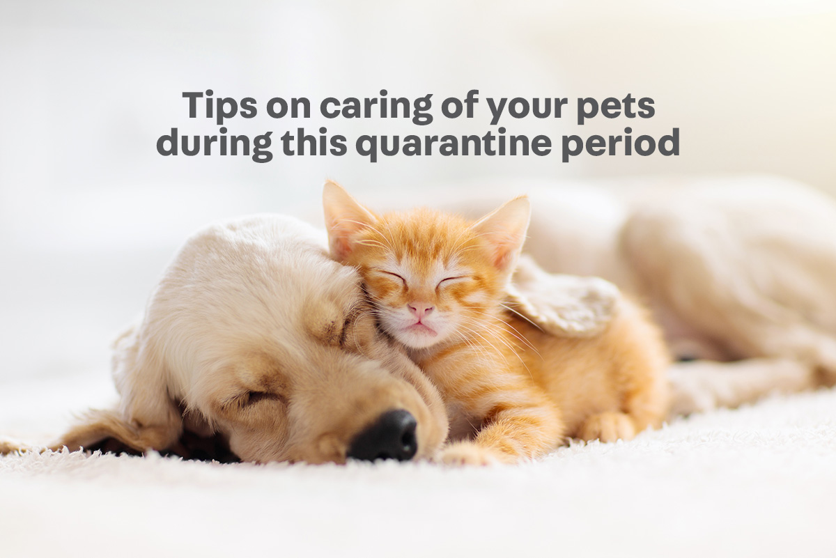 Pet care tips during the quarantine - Carousell Philippines