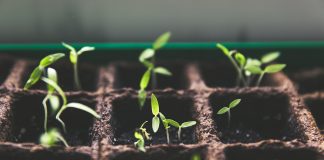 Urban Gardening 101 - How to grow your own garden and start a sustainable lifestyle - Carousell Philippines