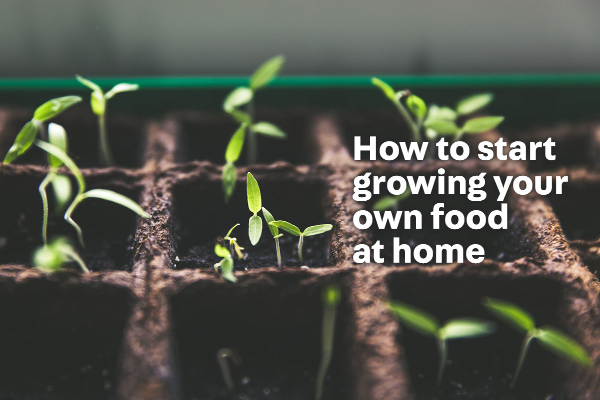 Urban Gardening 101 - How to grow your own garden and start a sustainable lifestyle - Carousell Philippines