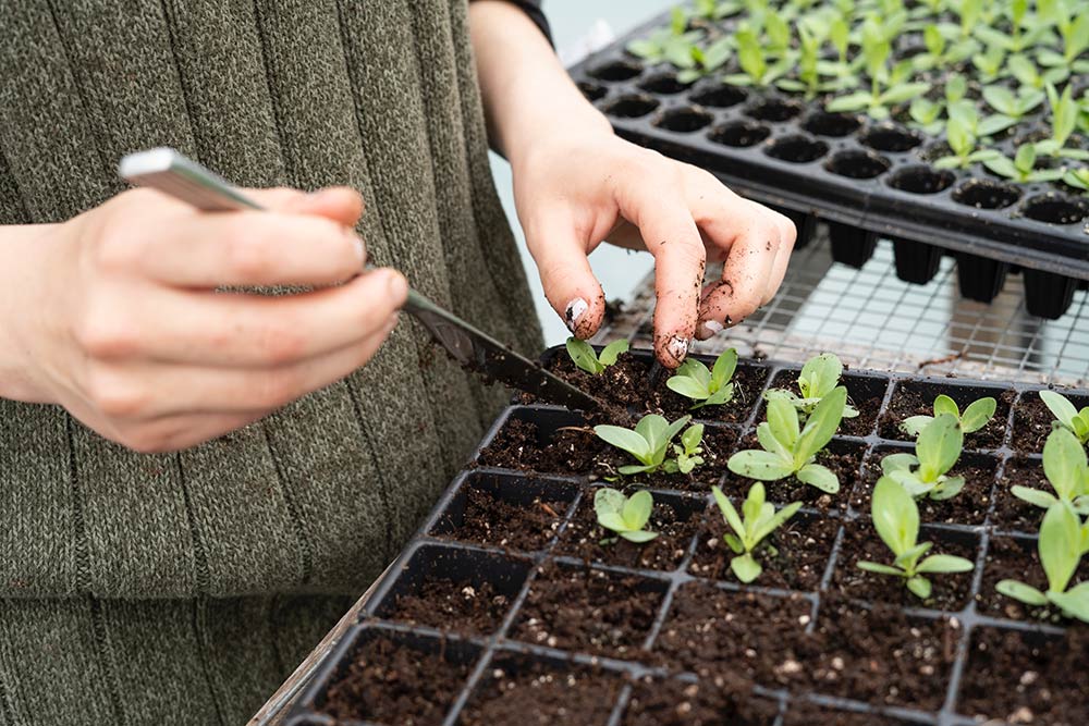 You can go with plant boxes or pots for your plant containers - Carousell Philippines