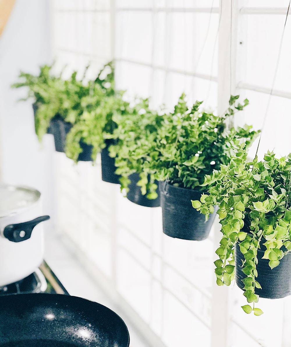 Your plants will need a good amount of sunlight - Carousell Philippines